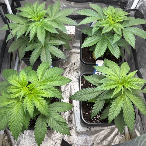 Mobby dick Gelato Gorilla zkittlez #1 growlog timeline photo