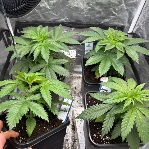 Mobby dick Gelato Gorilla zkittlez #1 growlog timeline photo