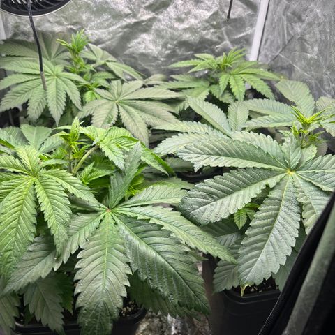 Mobby dick Gelato Gorilla zkittlez #1 growlog timeline photo