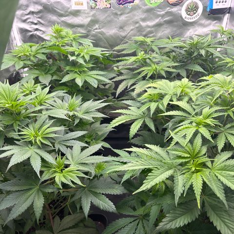 Mobby dick Gelato Gorilla zkittlez #1 growlog timeline photo
