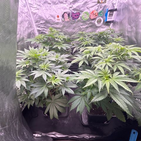 Mobby dick Gelato Gorilla zkittlez #1 growlog timeline photo