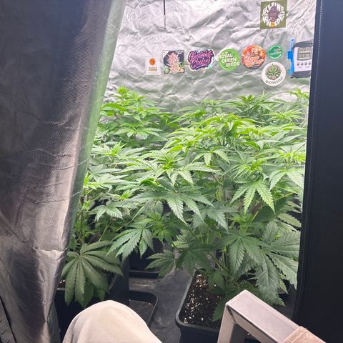 Mobby dick Gelato Gorilla zkittlez #1 growlog timeline photo