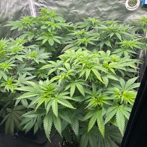 Mobby dick Gelato Gorilla zkittlez #1 growlog timeline photo
