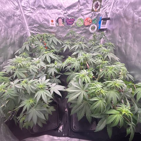 Mobby dick Gelato Gorilla zkittlez #1 growlog timeline photo