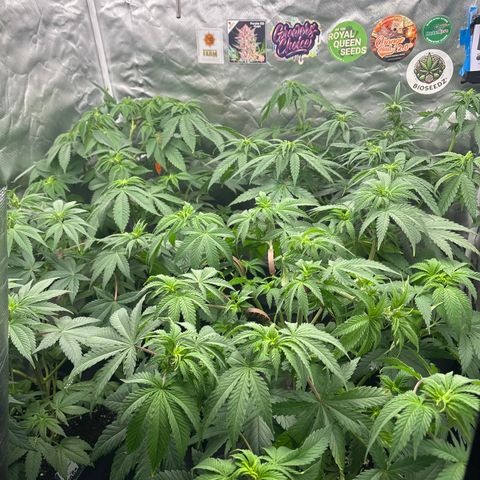 Mobby dick Gelato Gorilla zkittlez #1 growlog timeline photo