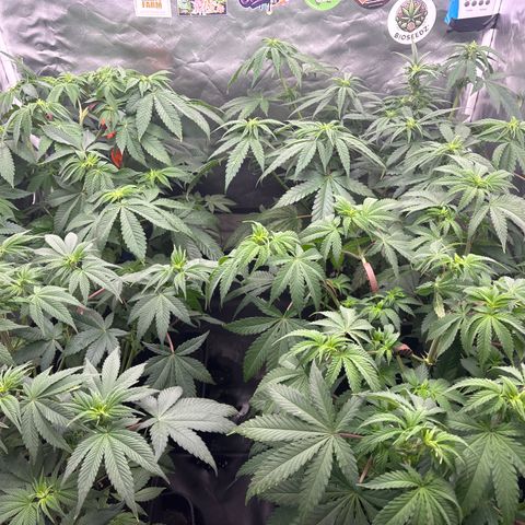 Mobby dick Gelato Gorilla zkittlez #1 growlog timeline photo