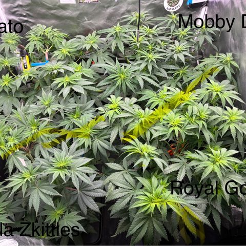 Mobby dick Gelato Gorilla zkittlez #1 growlog timeline photo