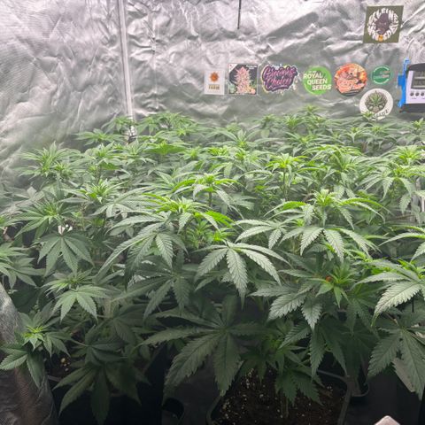 Mobby dick Gelato Gorilla zkittlez #1 growlog timeline photo