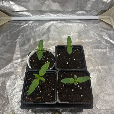 LCG #1 growlog timeline photo