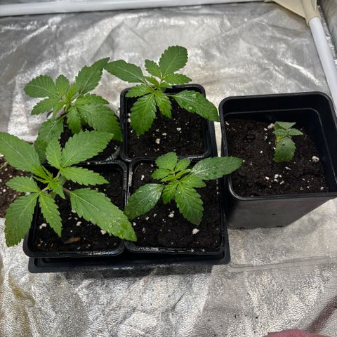 LCG #1 growlog timeline photo
