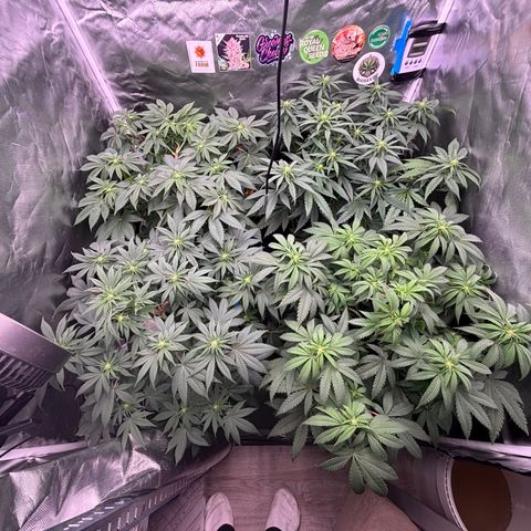 Mobby dick Gelato Gorilla zkittlez #1 growlog timeline photo