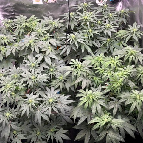 Mobby dick Gelato Gorilla zkittlez #1 growlog timeline photo