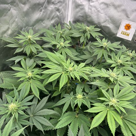 Mobby dick Gelato Gorilla zkittlez #1 growlog timeline photo