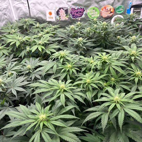 Mobby dick Gelato Gorilla zkittlez #1 growlog timeline photo