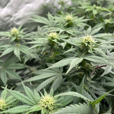 Mobby dick Gelato Gorilla zkittlez #1 growlog timeline photo