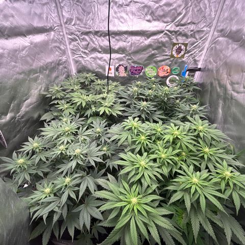 Mobby dick Gelato Gorilla zkittlez #1 growlog timeline photo