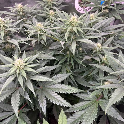 Mobby dick Gelato Gorilla zkittlez #1 growlog timeline photo
