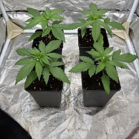 LCG #1 growlog timeline photo