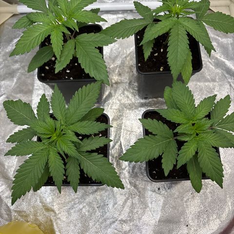 LCG #1 growlog timeline photo