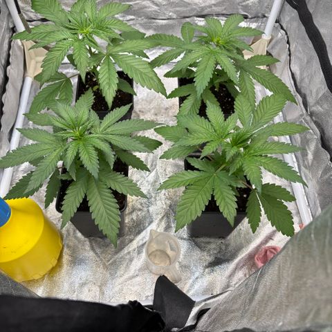 LCG #1 growlog timeline photo