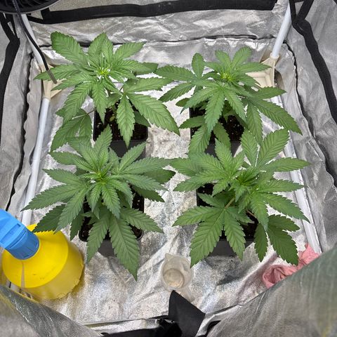 LCG #1 growlog timeline photo