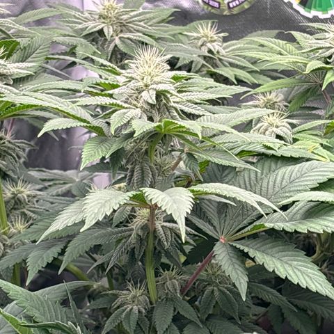 Mobby dick Gelato Gorilla zkittlez #1 growlog timeline photo