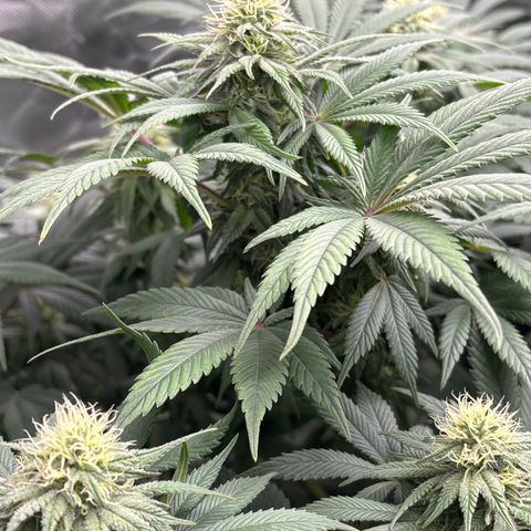 Mobby dick Gelato Gorilla zkittlez #1 growlog timeline photo