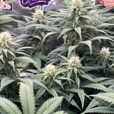 Mobby dick Gelato Gorilla zkittlez #1 growlog timeline photo