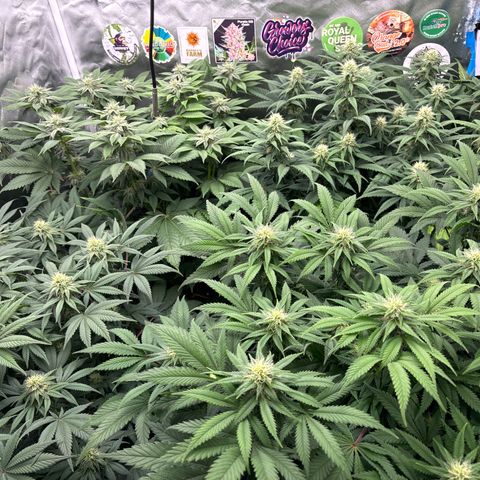 Mobby dick Gelato Gorilla zkittlez #1 growlog timeline photo