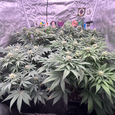 Mobby dick Gelato Gorilla zkittlez #1 growlog timeline photo