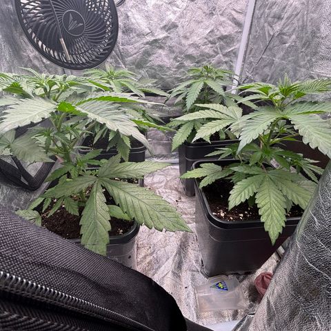 LCG #1 growlog timeline photo