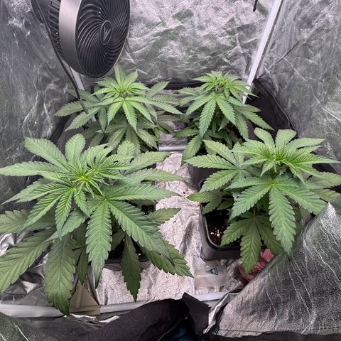 LCG #1 growlog timeline photo