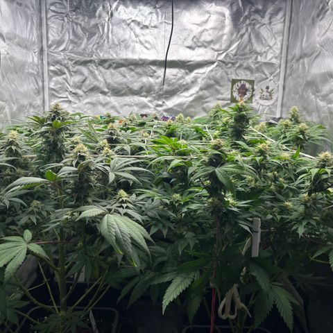 Mobby dick Gelato Gorilla zkittlez #1 growlog timeline photo