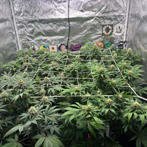 Mobby dick Gelato Gorilla zkittlez #1 growlog timeline photo