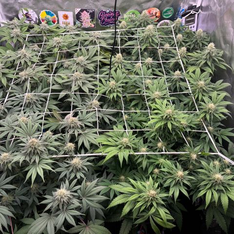 Mobby dick Gelato Gorilla zkittlez #1 growlog timeline photo