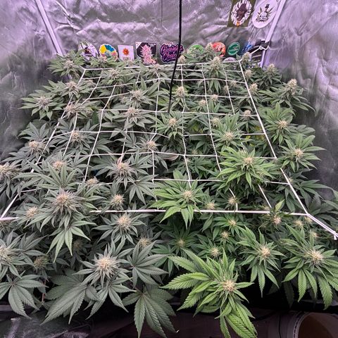 Mobby dick Gelato Gorilla zkittlez #1 growlog timeline photo