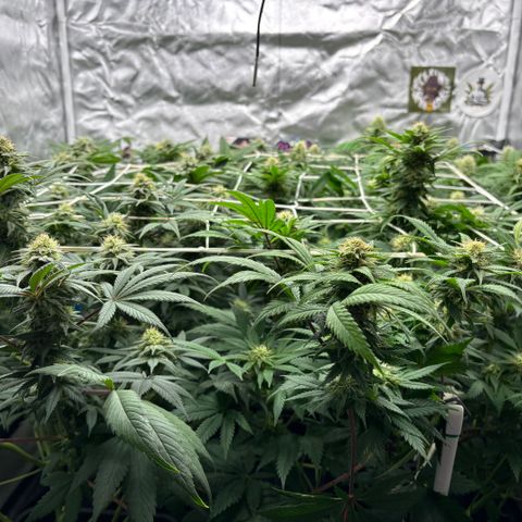 Mobby dick Gelato Gorilla zkittlez #1 growlog timeline photo