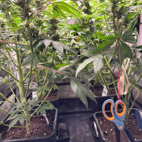 Mobby dick Gelato Gorilla zkittlez #1 growlog timeline photo