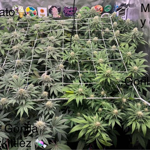Mobby dick Gelato Gorilla zkittlez #1 growlog timeline photo