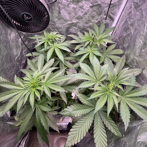 LCG #1 growlog timeline photo