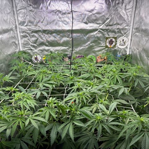 LCG #1 growlog timeline photo