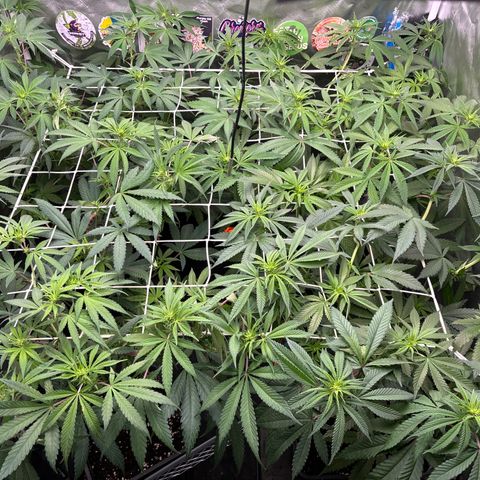 LCG #1 growlog timeline photo