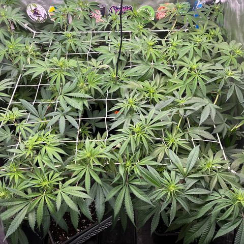 LCG #1 growlog timeline photo