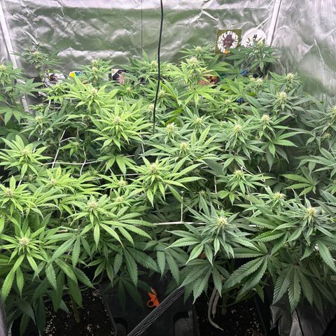 LCG #1 growlog timeline photo