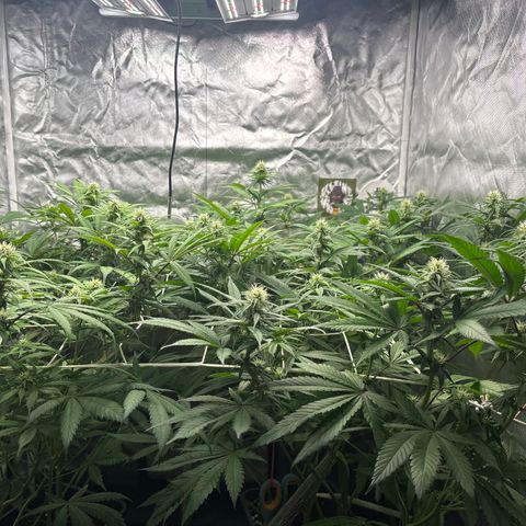 LCG #1 growlog timeline photo