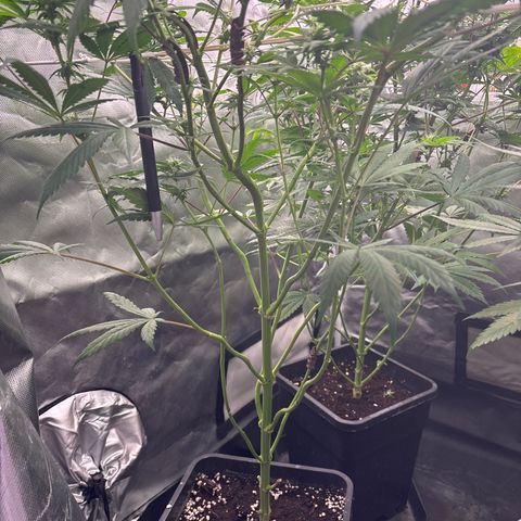 LCG #1 growlog timeline photo