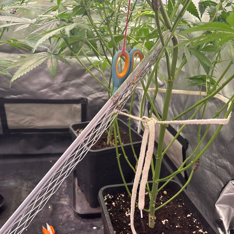 LCG #1 growlog timeline photo