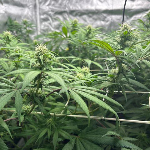 LCG #1 growlog timeline photo