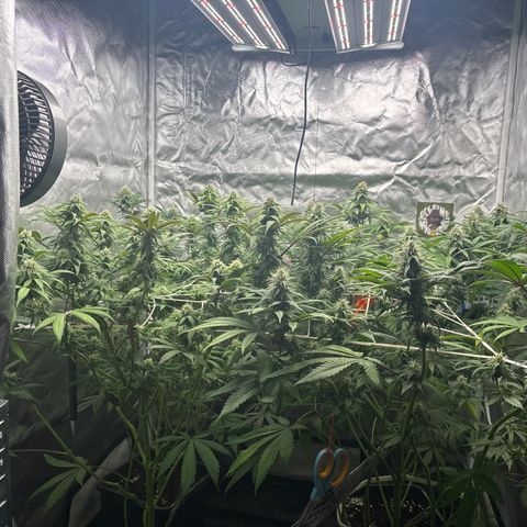 LCG #1 growlog timeline photo