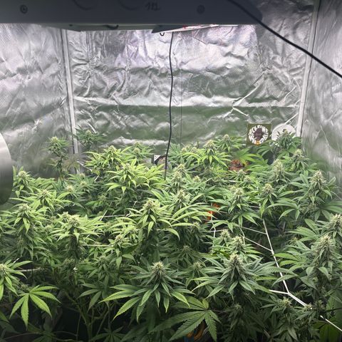 LCG #1 growlog timeline photo